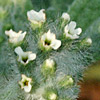 Heliotropium supinum