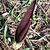 Biarum angustatum