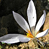 Crocus damascenus