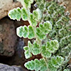 Cheilanthes vellea