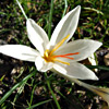 Crocus aleppicus