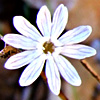 Silene reinwardtii