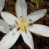 Colchicum antilibanoticum