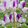 Lupinus palaestinus