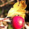 Crataegus sinaicus