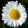 Bellis perennis