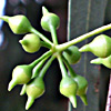 Eucalyptus camaldulensis