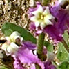 Matthiola livida