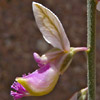 Polygala negevensis