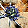 Eryngium billardierei