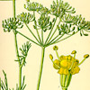 Anethum graveolens