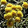 Achillea falcata