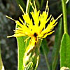 Centaurea behen