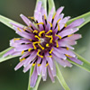 Tragopogon  longirostris