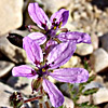 Erodium cicutarium