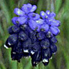 Muscari pulchellum