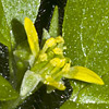 Ranunculus chius