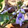 Veronica anagallis-aquatica