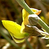 Crotalaria aegyptiaca