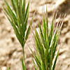 Bromus fasciculatus