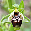 Ophrys umblicata