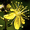 Hypericum thymifolium