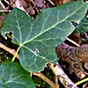 Hedera helix