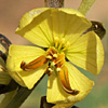 Senna italica