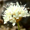 Cephalaria stellipilis