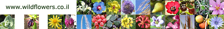wildflowers of israel