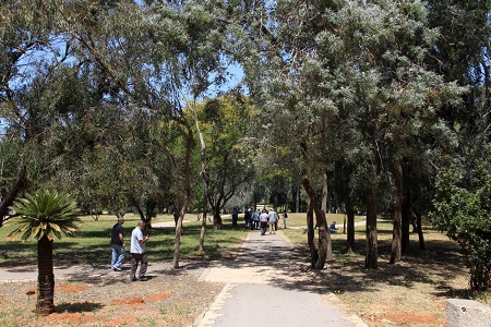 שביל הליכה בינות לעצי יער אילנות.