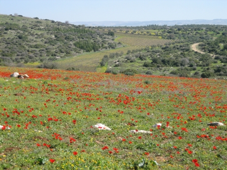 פריחה בפארק עדולם-צרפת