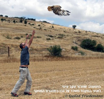 יערות שפלת יהודה: בית גידול אלטרנטיבי לעופות דורסים