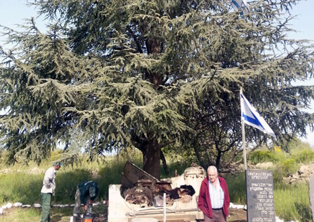 עץ הארז לזכר חללי מלחמת יוה''כ בגולן שניצל ע''י קק''ל. 