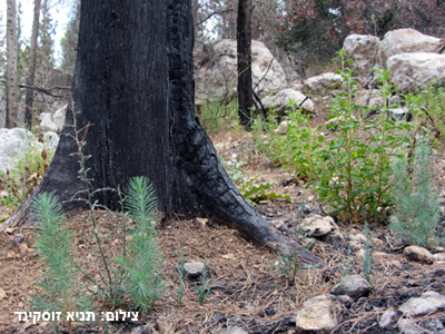 משתתפי כנס שינויי אקלים בסיור בכרמל לאחר השריפה 
