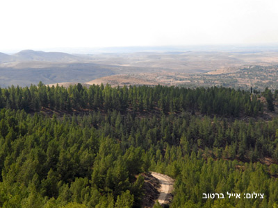 מיני העצים שקקל נוטעת ביערות 
