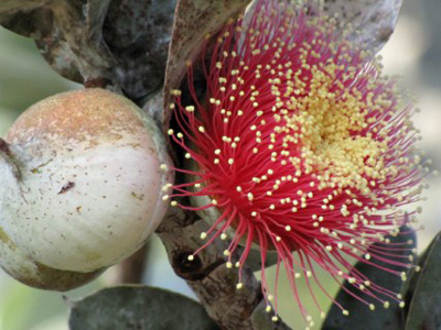 Varieties of Trees in KKL-JNF Forests