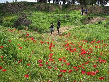 Walking among the flowers. Photo: Yoav Devir
