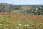 פריחה בפארק עדולם-צרפת