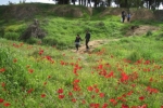 Walking among the flowers. Photo: Yoav Devir
